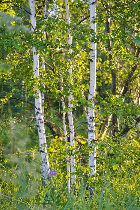 Birches in Summer forest