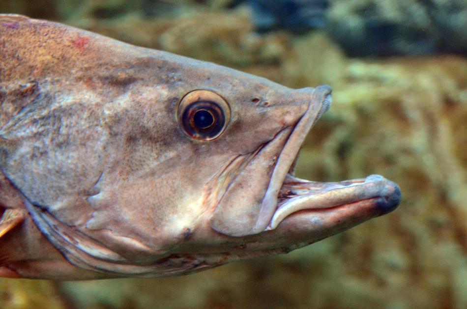 Fish Underwater Water