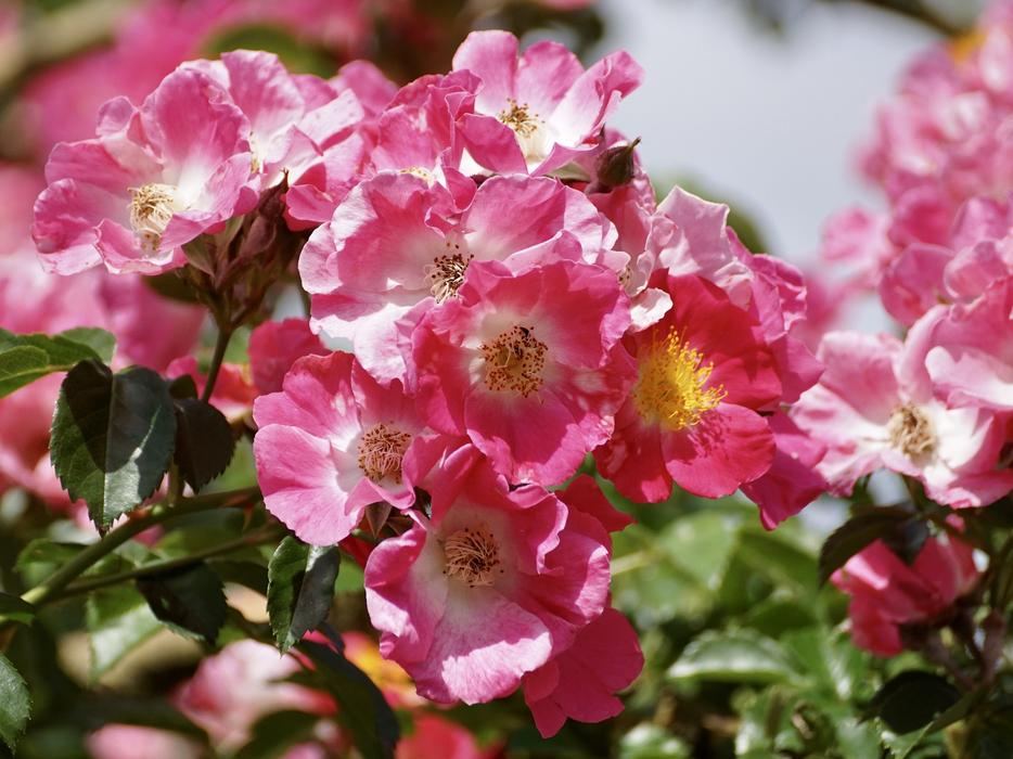 Roses Bush Pink macro blur