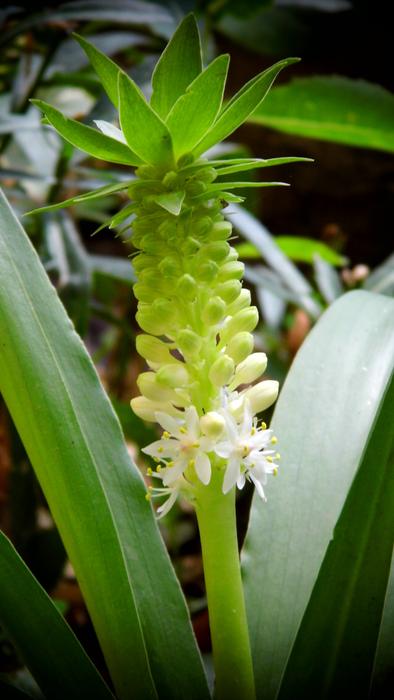 Green Flower Pineapple
