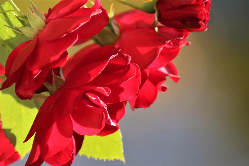 Rose Natural Beautiful Red