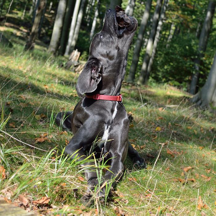 doggy fun field
