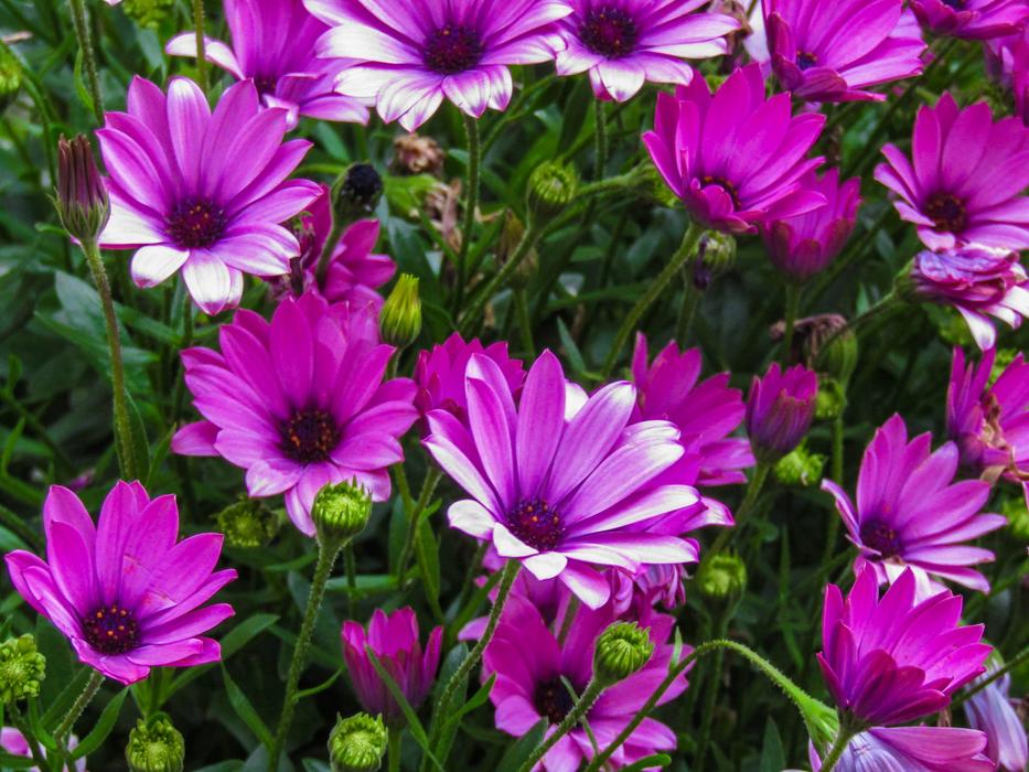 Flower Nature Plant