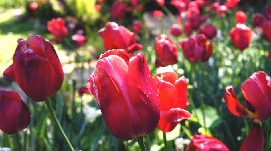 Tulips Summer Garden Botanical