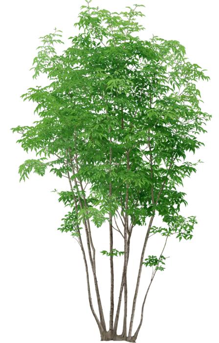 Trees Without