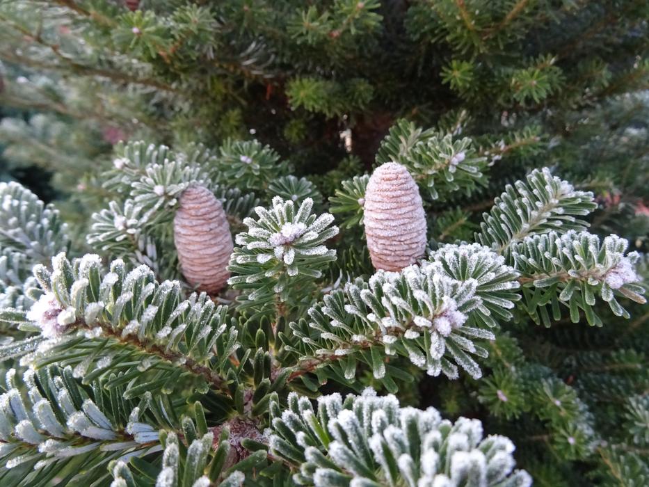 Winter Frost