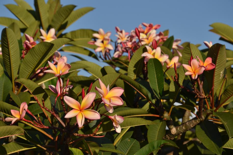Tropical Plant Flower