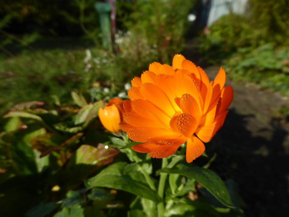 Flower Orange Blossom