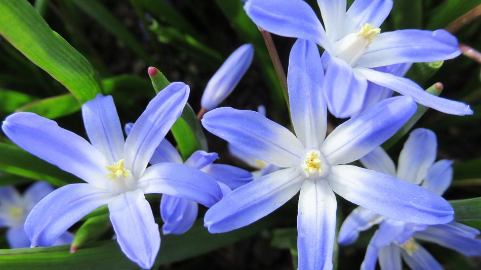 Star Hyacinth Flower Flora