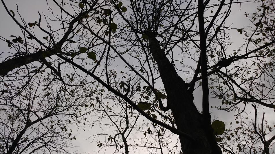 Silhouette Trees Ecology