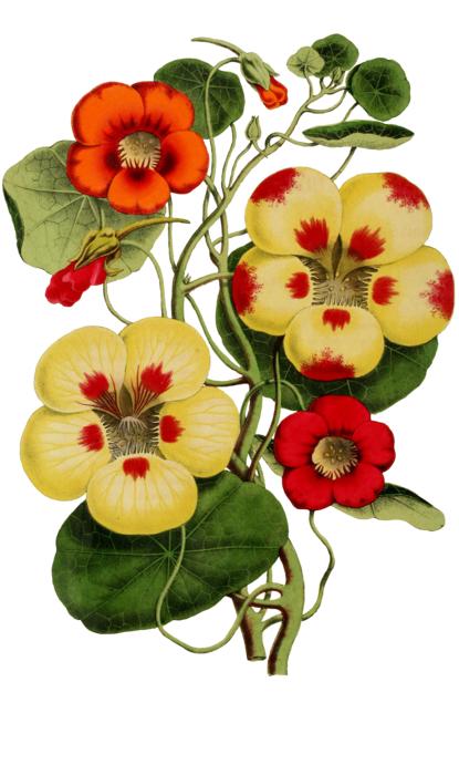 nature leaf flower plant blossom