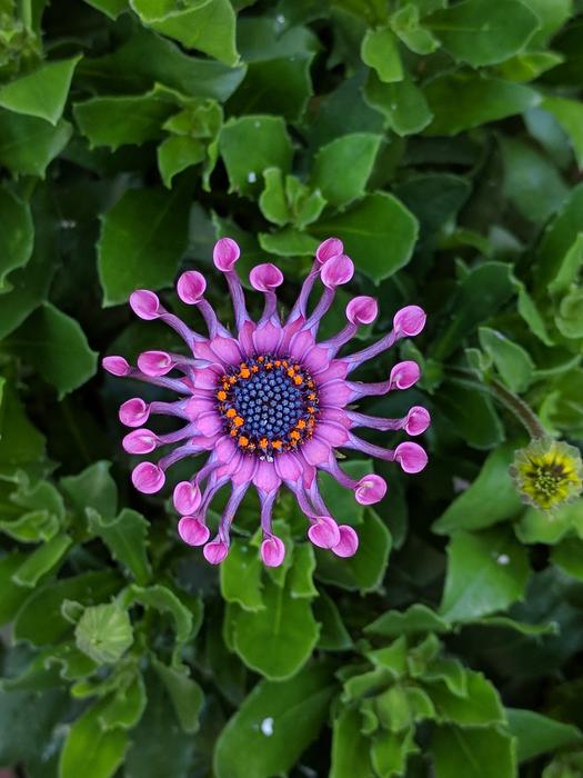 Flower Flora Nature