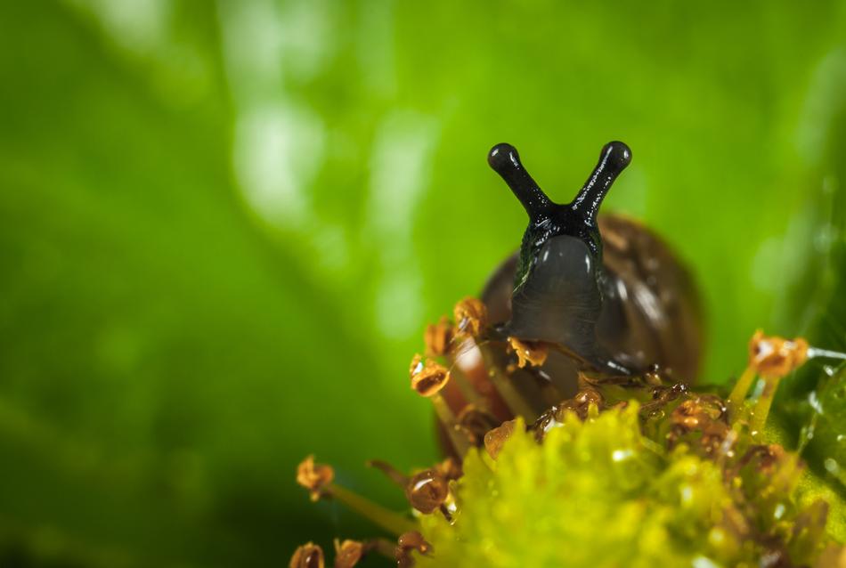 Nature Outdoors Sheet macro blur