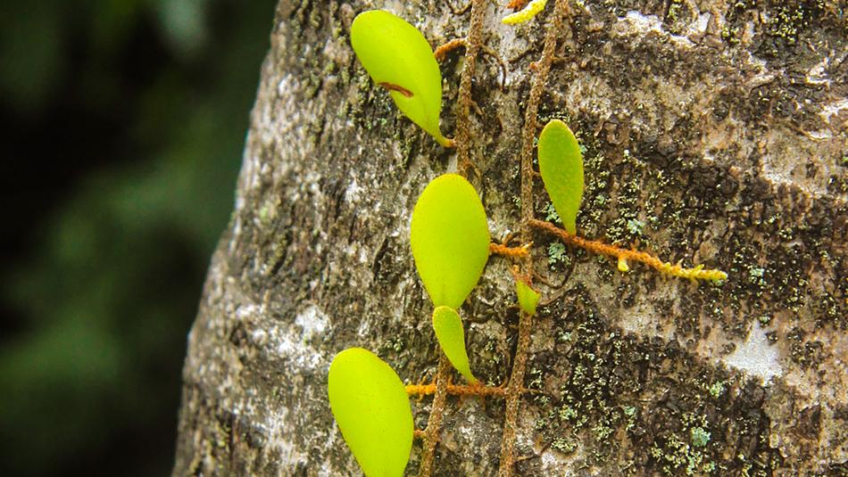 Flower Green Parasite