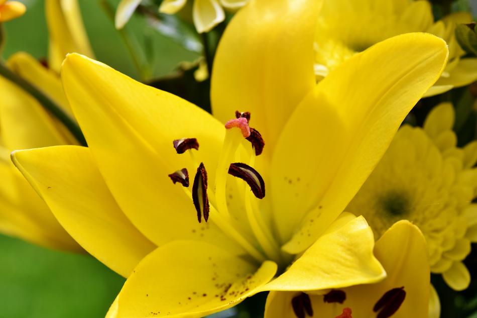 Lily Blossom Bloom
