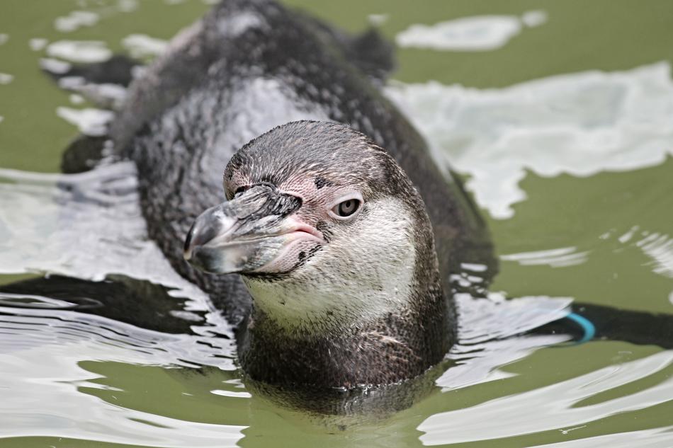Penguin Swim Head