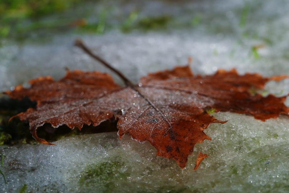 Leaf Autumn Frost