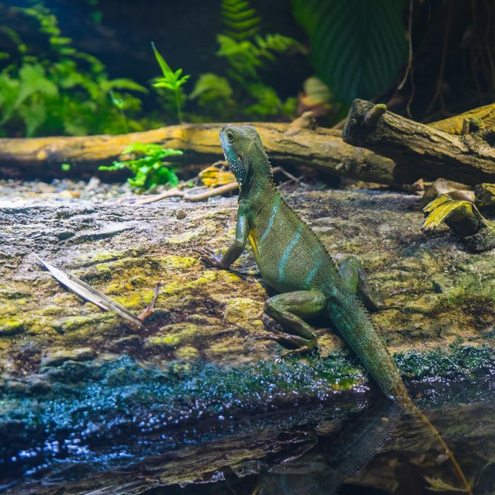 Lizard Reptile Nature Animal world