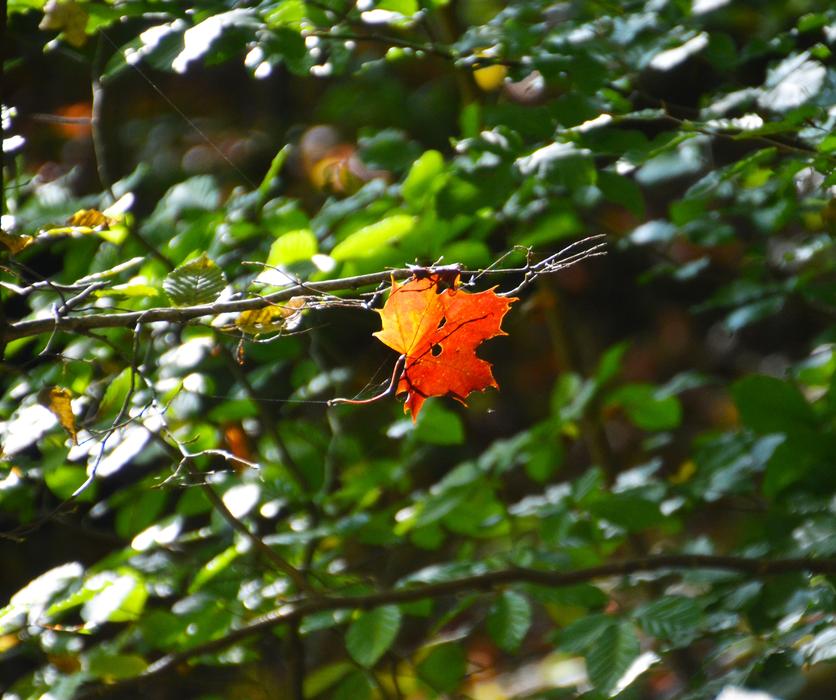 Autumn Leaf Fall Foliage Golden