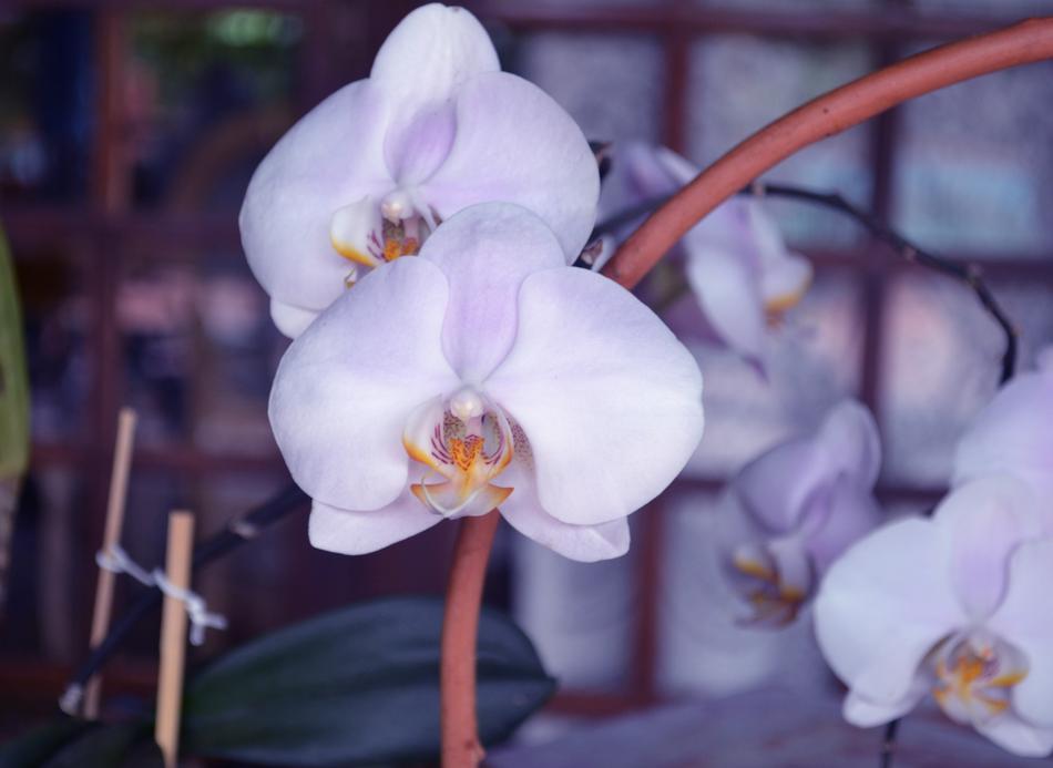 Orchid Flowers Orquidea