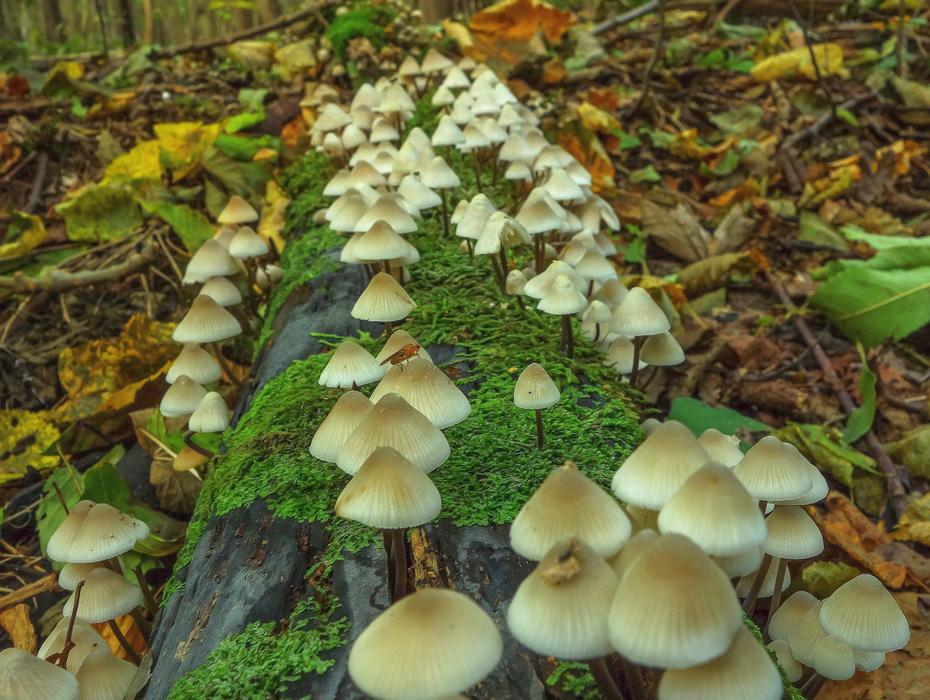 Mushroom Autumn Wood