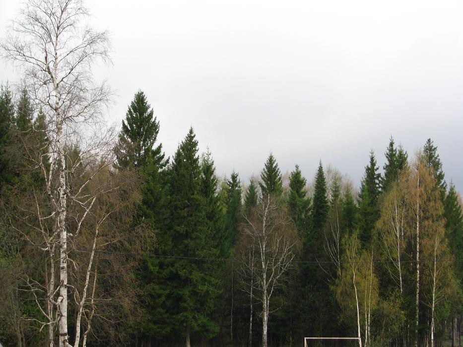 Spring Forest Trees