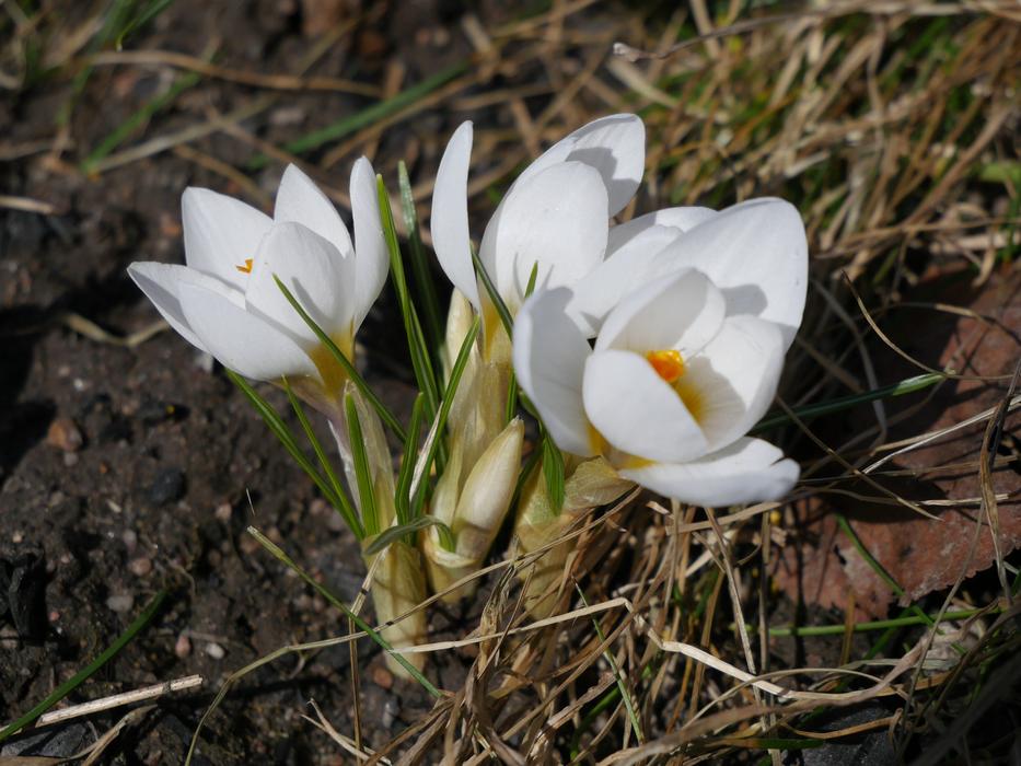Live Nature macro
