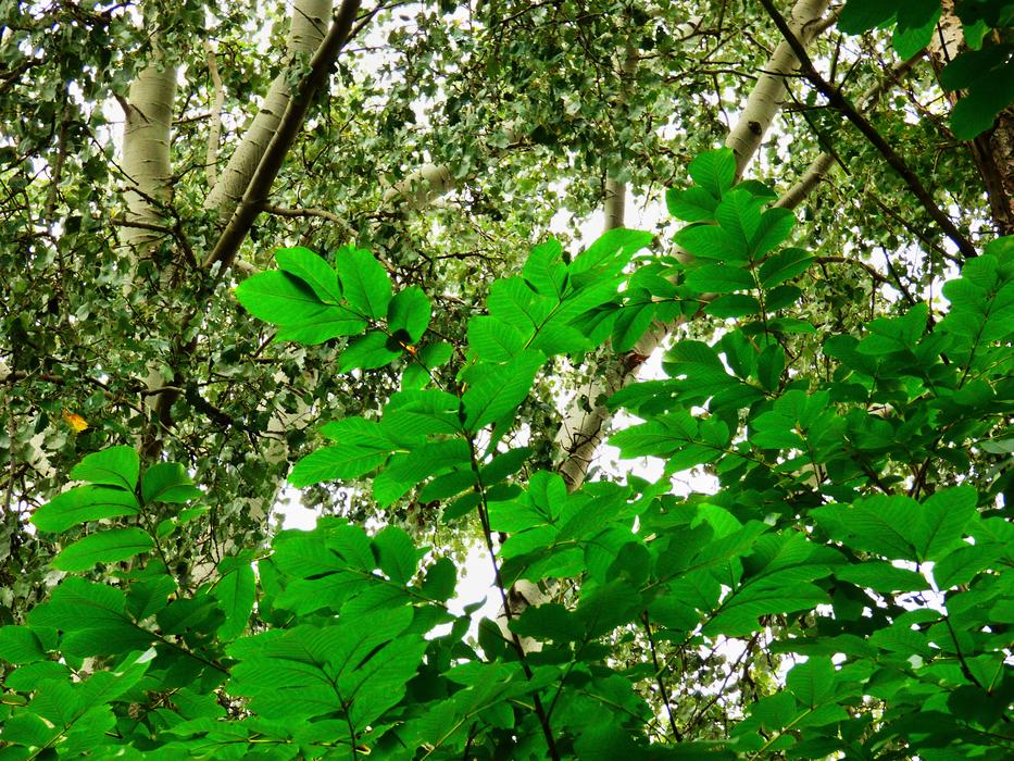 Forest Tree Walnut