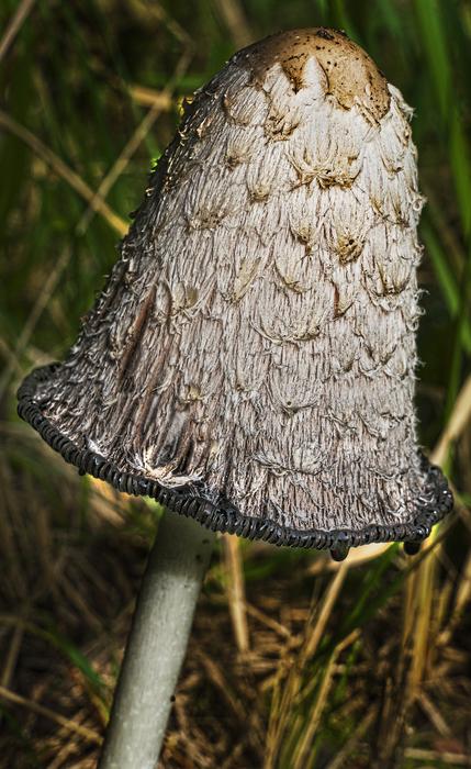 long cap mushroom in the forest