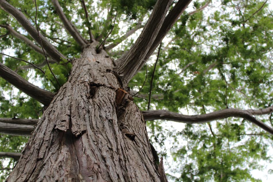 Tree Wood Nature