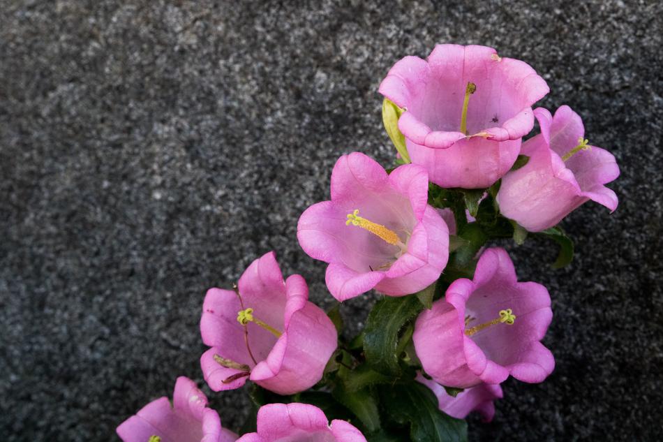 Flowers Nature Plants