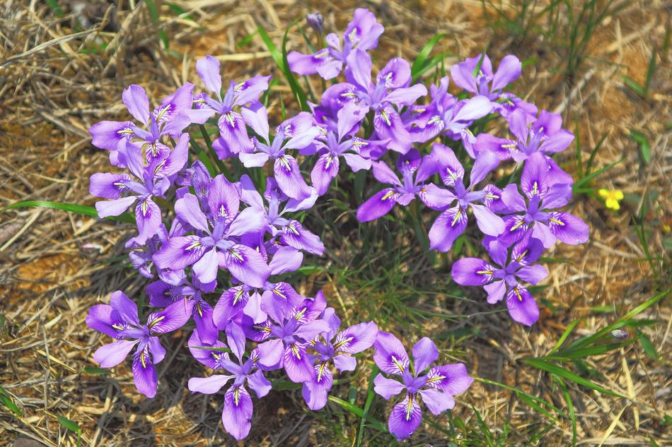 Purple Flowers Plants