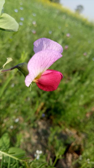 Nature Flower Flora