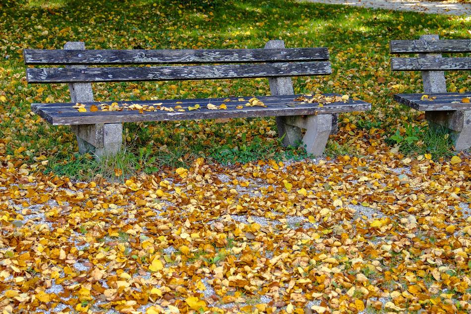 Autumn Bank Leaves