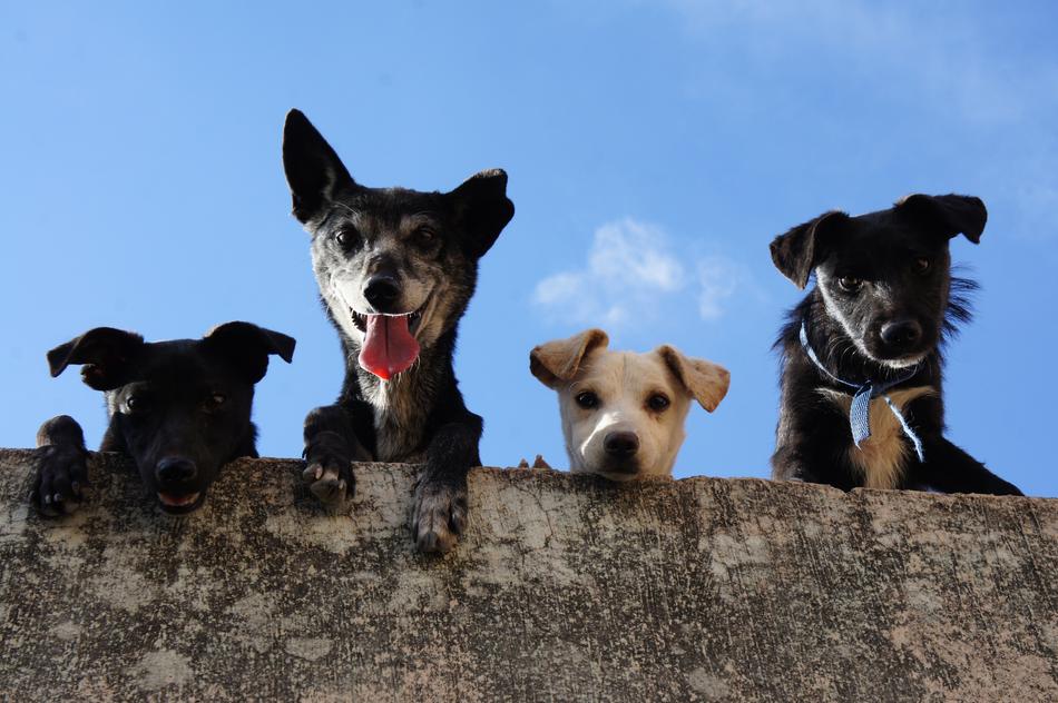 Canis Lupus Familiaris Animalia