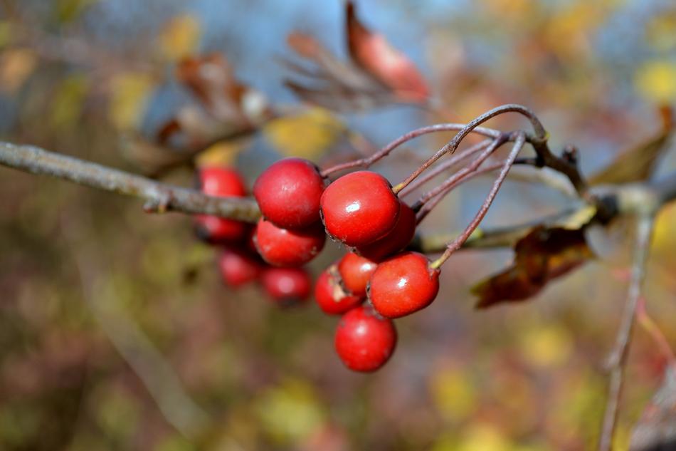 Nature Tree Autumn