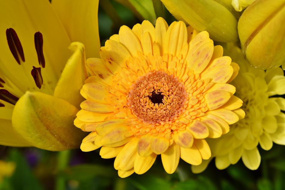 Baberton Daisies Daisy