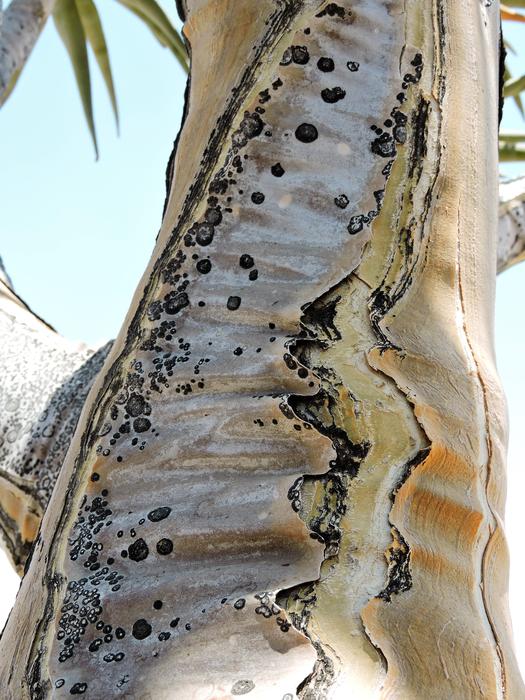Nature Close Up