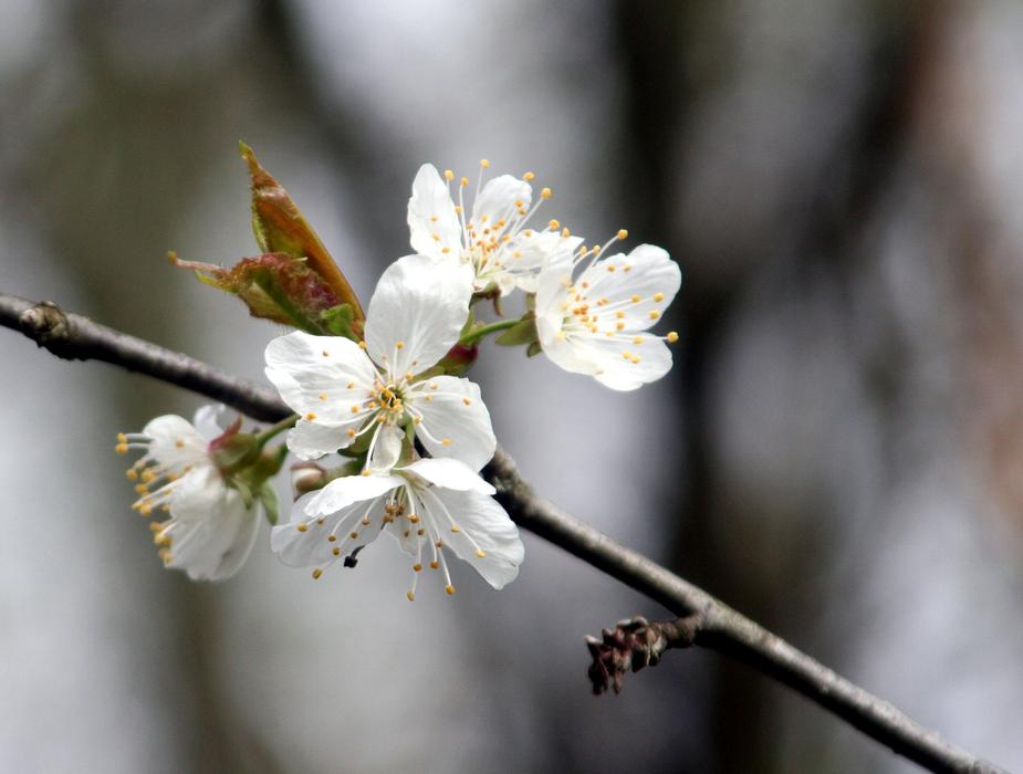 Flower Tree Branch