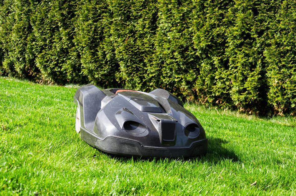 Grass Rush in Summer
