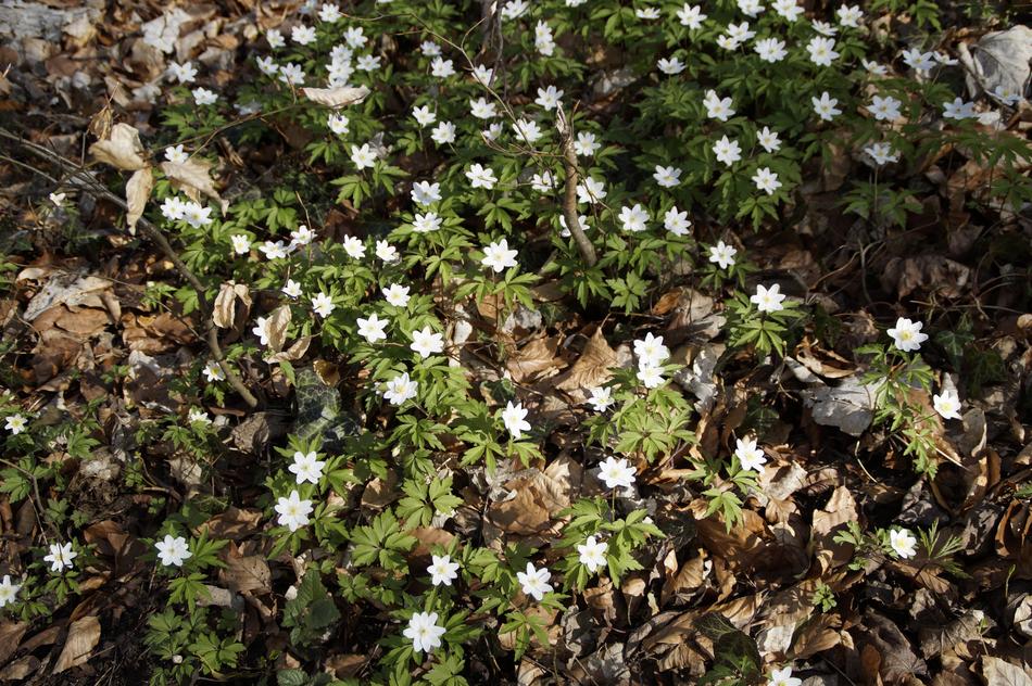 Nature Flower Plant
