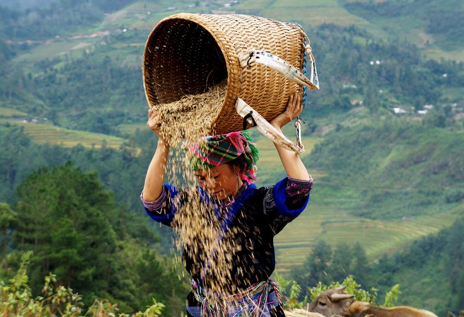 Woman pouring harvest out of the basket, on the beautiful landscape with mountains in Vietnam