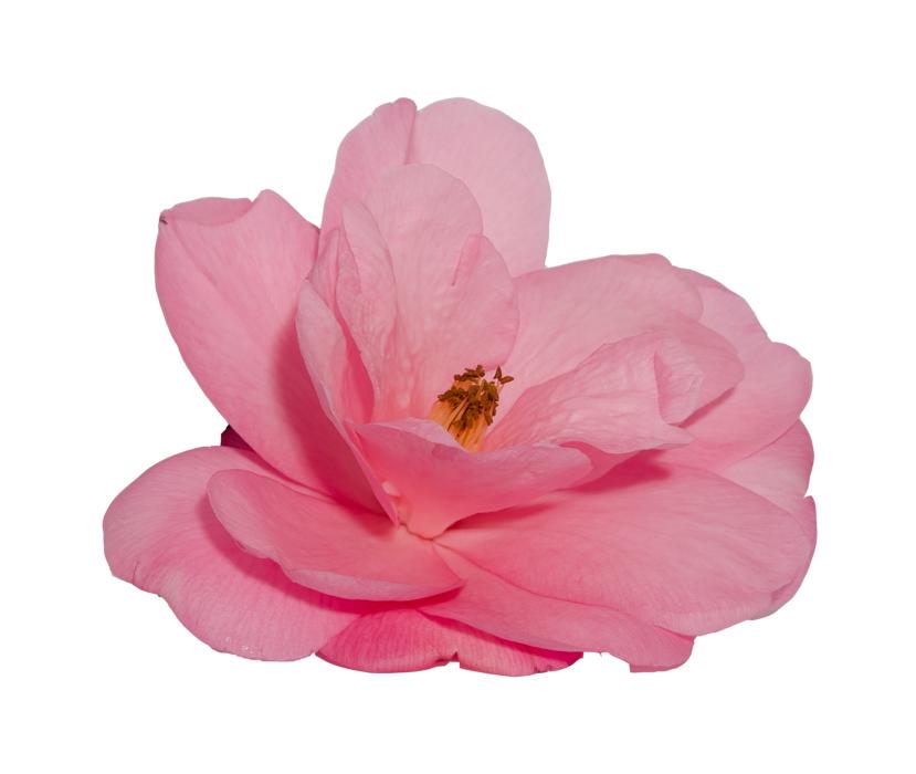 Flower Camelia Rosa