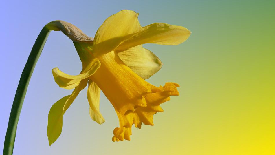 Narcissus macro blur