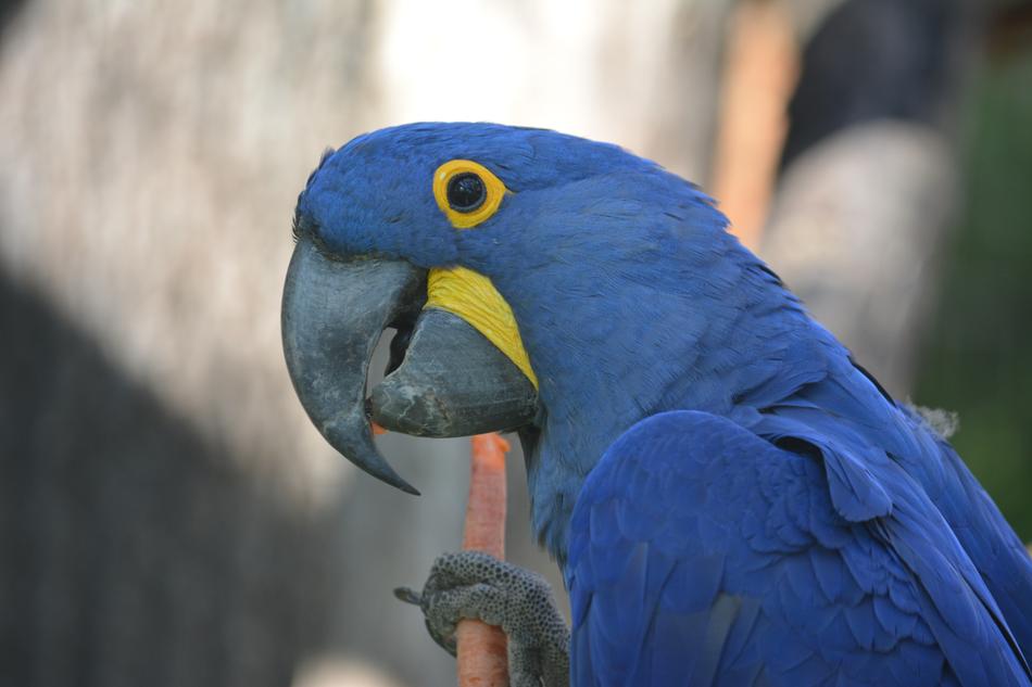 Bird Parrot Animal World