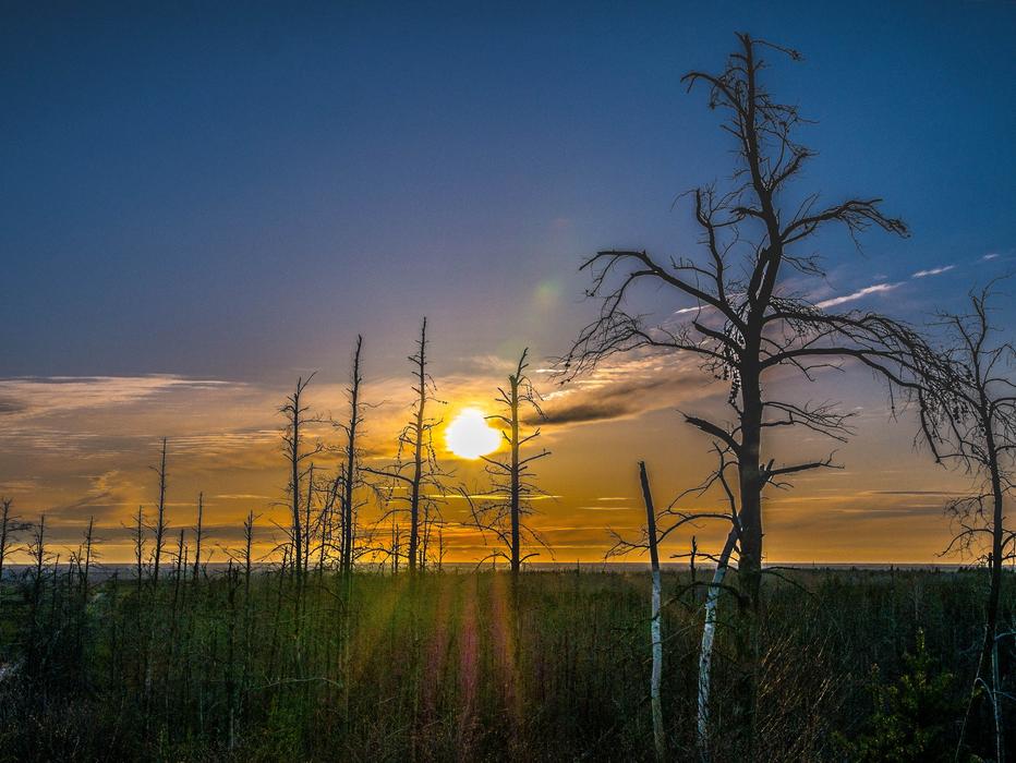 Trees Sun Cloud