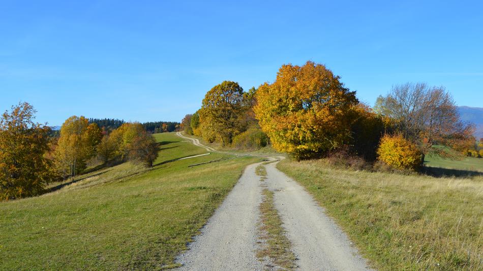 Path Autumn Nature