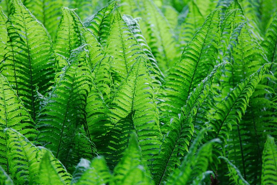 Leaf Plant Nature