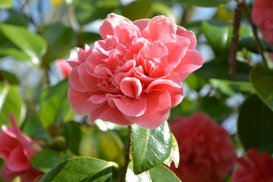 Flower Camellia Pink Green Leaves