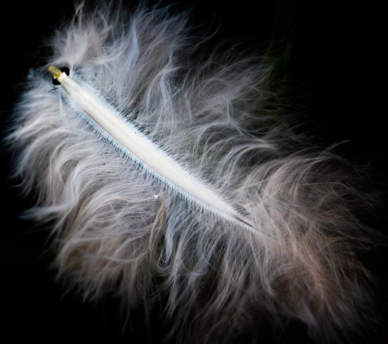 Furry Background Pen No